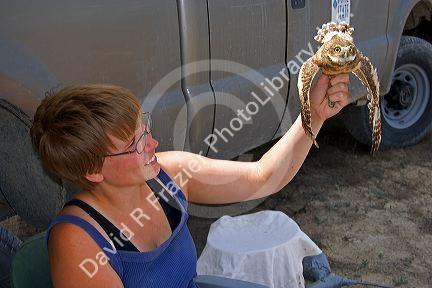 Wildlife biologist conducting research on fledgling burrowing owls near Mountain Home, Idaho.