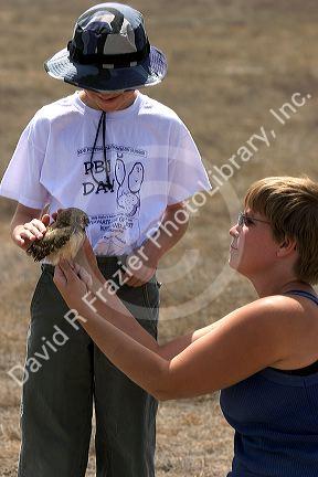 Wildlife biologist showing a fledgling burrowing owl to an 11 year old boy near Mountain Home, Idaho.