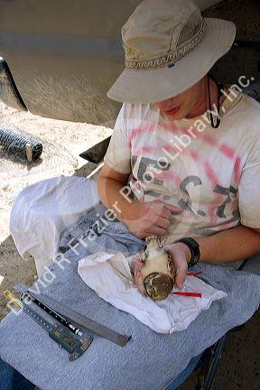 Wildlife biologist banding and conducting research on fledgling burrowing owls near Mountain Home, Idaho.