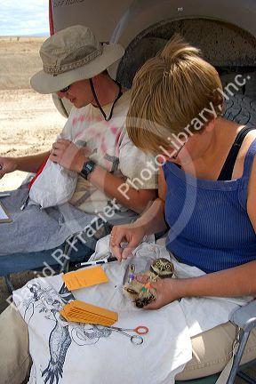 Wildlife biologists banding and conducting research on fledgling burrowing owls near Mountain Home, Idaho.
