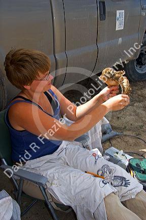 Wildlife biologist conducting research on fledgling burrowing owls near Mountain Home, Idaho.