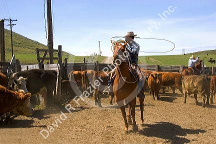 Cowboy rounding up cattle for branding near Emmett, Idaho.
