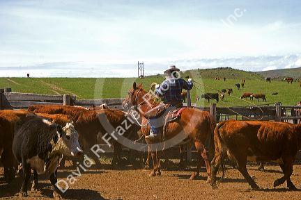 Cowboy rounding up cattle for branding near Emmett, Idaho.