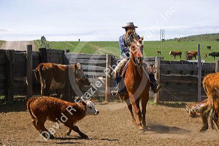 Cowboy rounding up cattle for branding near Emmett, Idaho.