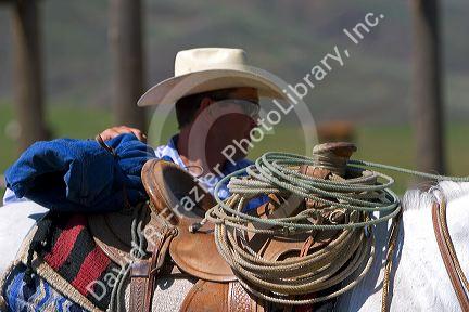 Cowboy and saddled horse at a cattle round up near Emmett, Idaho.
