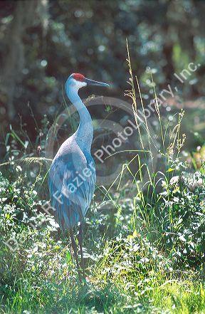 Sandhill crane.