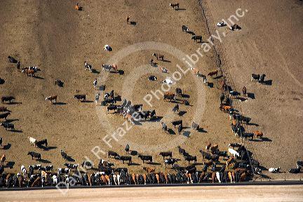 Aerial view of a cattle feedlot near Eagle, Idaho.