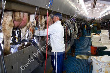 Workers at a modern dairy in Idaho.