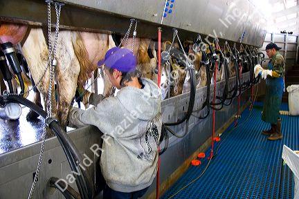 Workers at a modern dairy in Idaho.