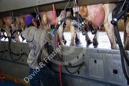 Worker at a modern dairy in Idaho.