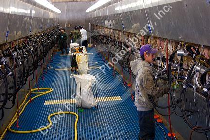 Workers at modern dairy in Idaho.