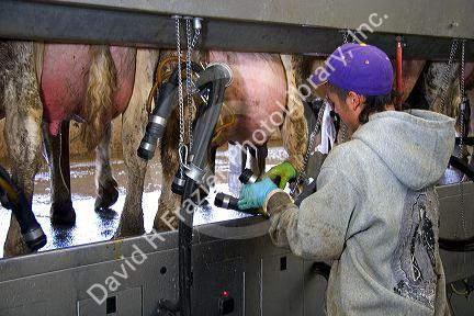 Worker at a modern dairy in Idaho.