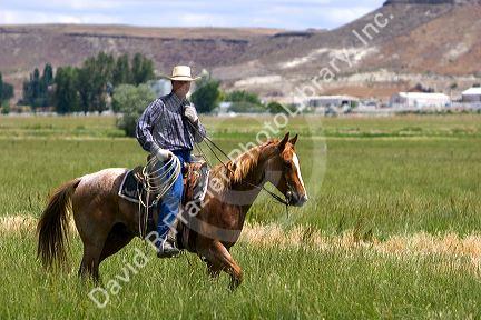 A rancher on horseback during a cattle roundup near Grandview,  Idaho.