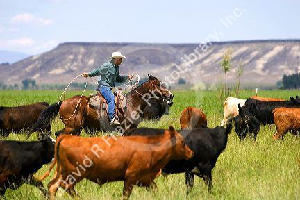 A rancher on horseback during a cattle roundup near Grandview, Idaho.