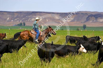 A rancher on horseback during a cattle roundup near Grandview, Idaho.