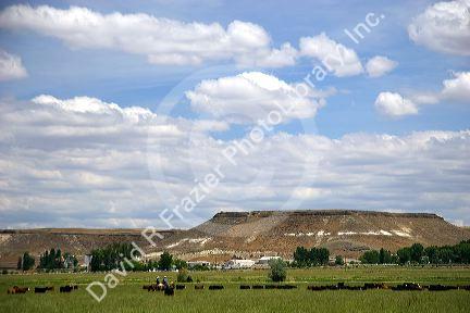 Cattle roundup in Idaho.