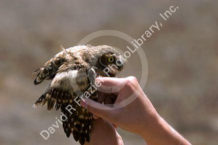 Wildlife biologist showing the wing of a fledgling burrowing owl near Mountain Home, Idaho.