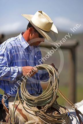 Cowboy at a cattle round up near Emmett, Idaho.