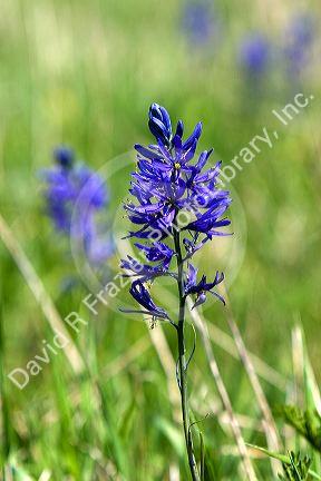 The bloom of a camas lily in Valley County, Idaho.