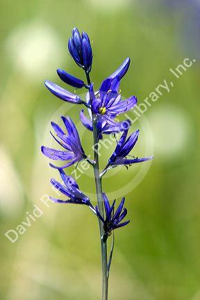 The blossom of a camas lily in Valley County, Idaho.