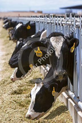 Holstein cows at a Dairy in Elmore County, Idaho.