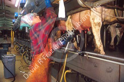 Woman employee uses a machine to milk dairy cows.
