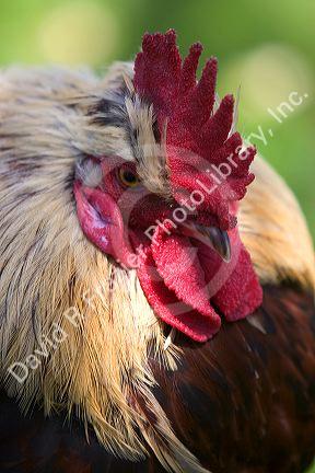 Salmon Faverolle rooster in Oregon.