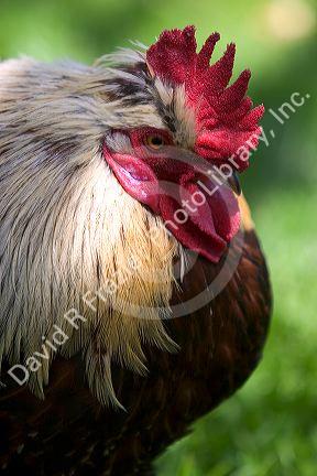 Salmon Faverolle rooster in Oregon.