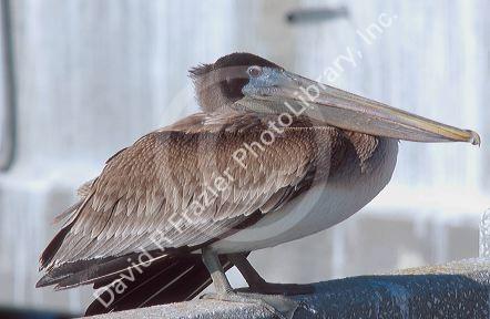 Brown pelican in Florida.