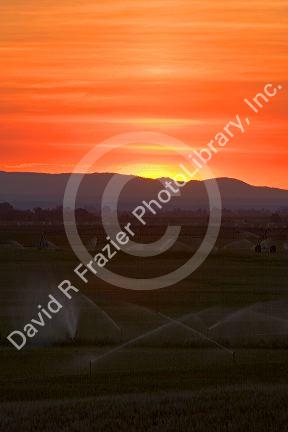 Sunset on farmland irrigation near Grandview, Idaho.