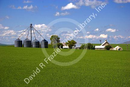 Green unripe wheat fields and farm at Grangeville, Idaho.