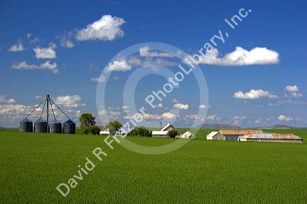 Green unripe wheat fields and farm at Grangeville, Idaho.
