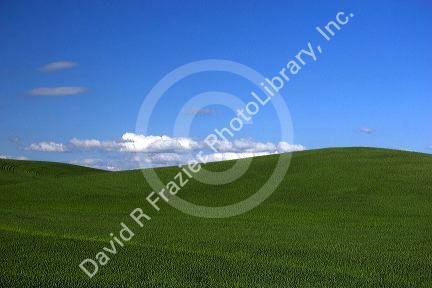 Rolling green unripe wheat fields near Moscow, Idaho.