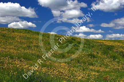 Yellow wildflowers on a hillside near Harrison, Idaho.