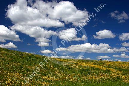 Yellow wildflowers on a hillside near Harrison, Idaho.