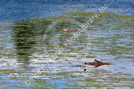 Western Grebe birds nesting on Cave Lake, Idaho.