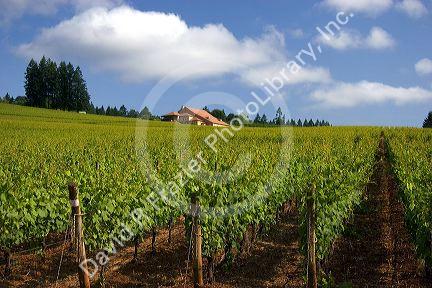 A vineyard near McMinnville, Oregon.
