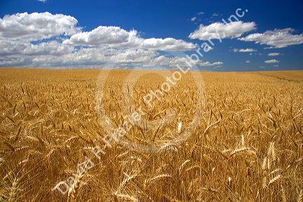Ripe wheat field ready for harvest in Northern Oregon.