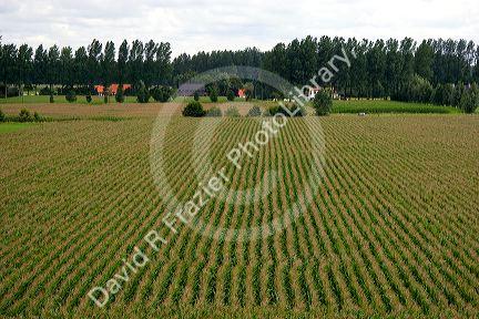 Corn crop in the southern Netherlands.
