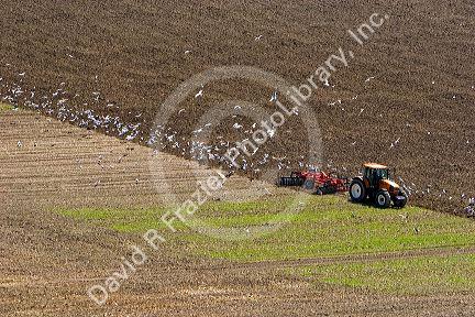 Gulls follow a tractor tilling a field at Cap Blanc Nez in the Pas-de-Calais department in Northern France.
