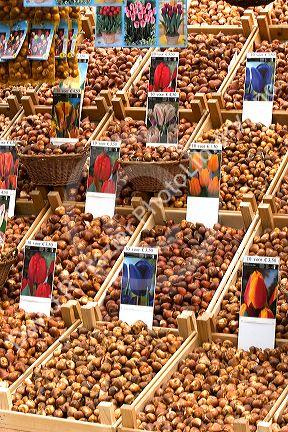 A display of tulip bulbs at a market in Amsterdam, Netherlands.