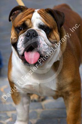 An english bulldog in Belgium.