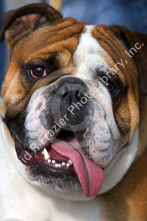 An english bulldog in Belgium.