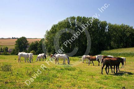 Horse graze in the french countryside near Vervins in the region of Picardie, France.