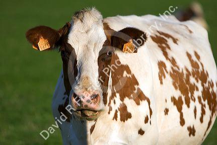 Cows graze on a farm in northern Belgium.