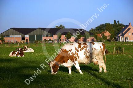 Cows graze on a farm in northern Belgium.