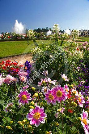 Flowers and fountains in the formal gardens at The Palace of Versailles at Versailles in the department of Yvelines, France.