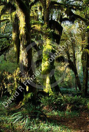 Olympic National Park, Washington.