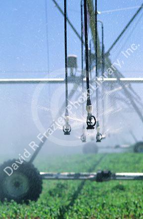 Pivot sprinkler irrigation.