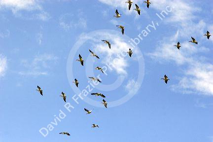 White Pelicans in flight over Idaho.